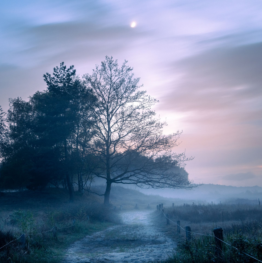 Nebel in den Boberger Dünen, Hamburg 