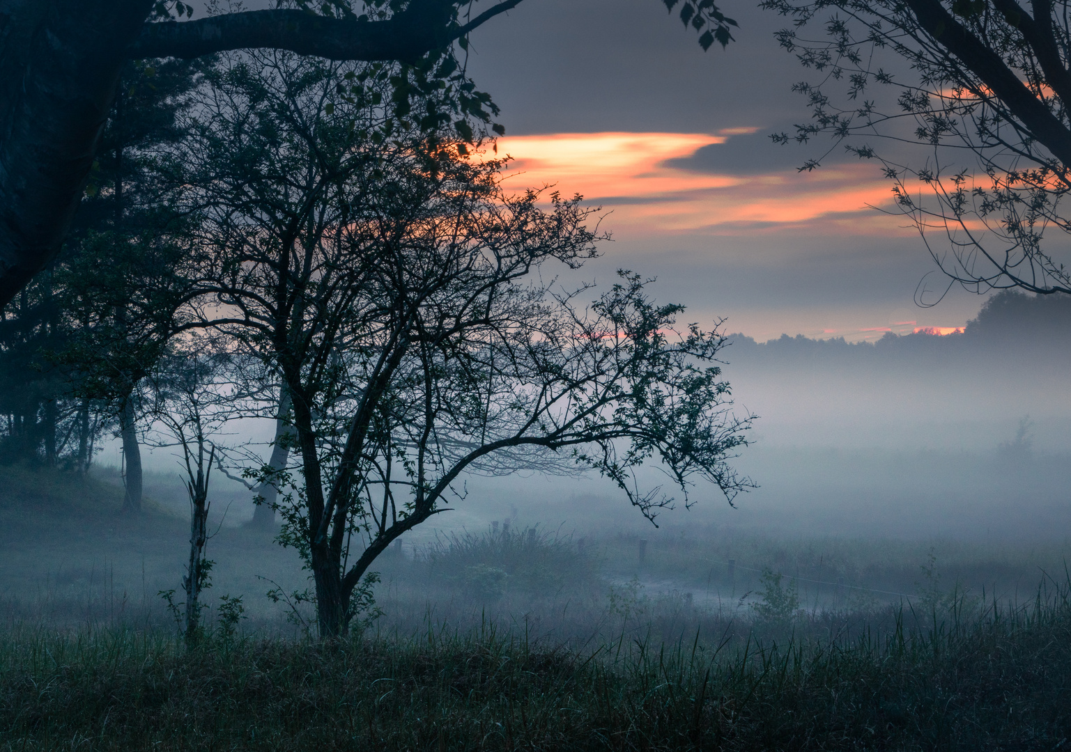 Nebel in den Boberger Dünen, Hamburg 