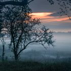 Nebel in den Boberger Dünen, Hamburg 