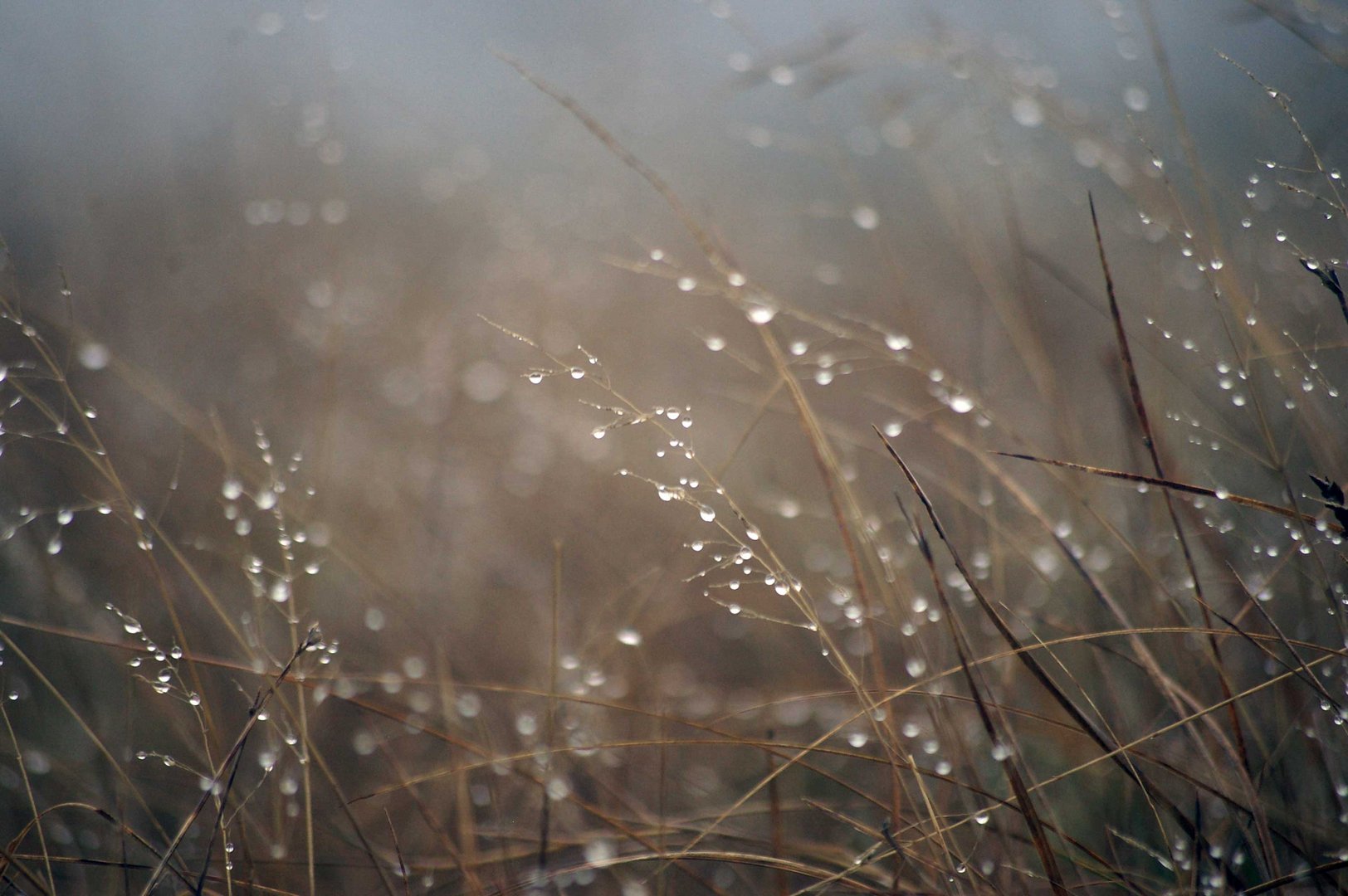 nebel in den dünen 3