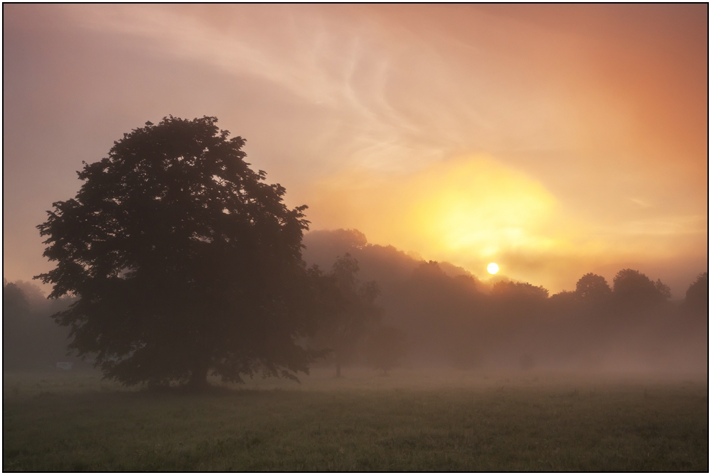 Nebel in den Ederwiesen