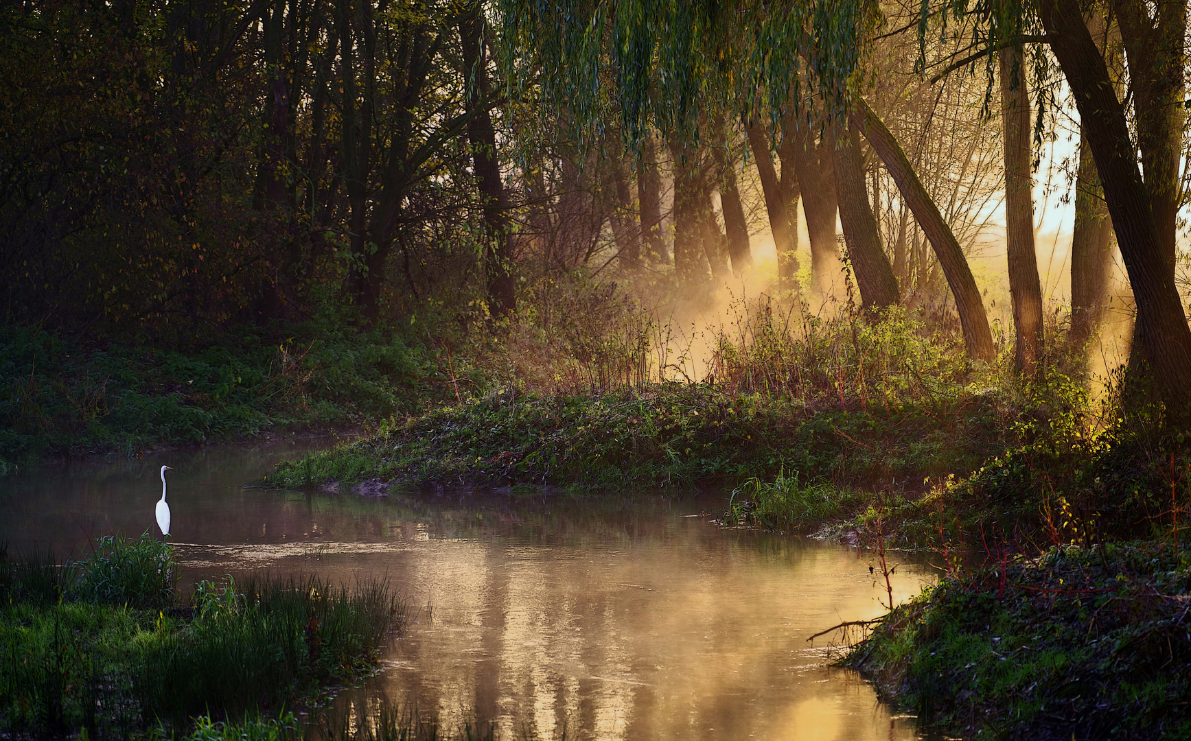 Nebel in den Flussauen