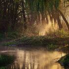 Nebel in den Flussauen