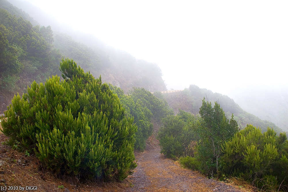 Nebel in den Gebirgen 1