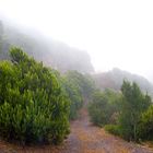 Nebel in den Gebirgen 1