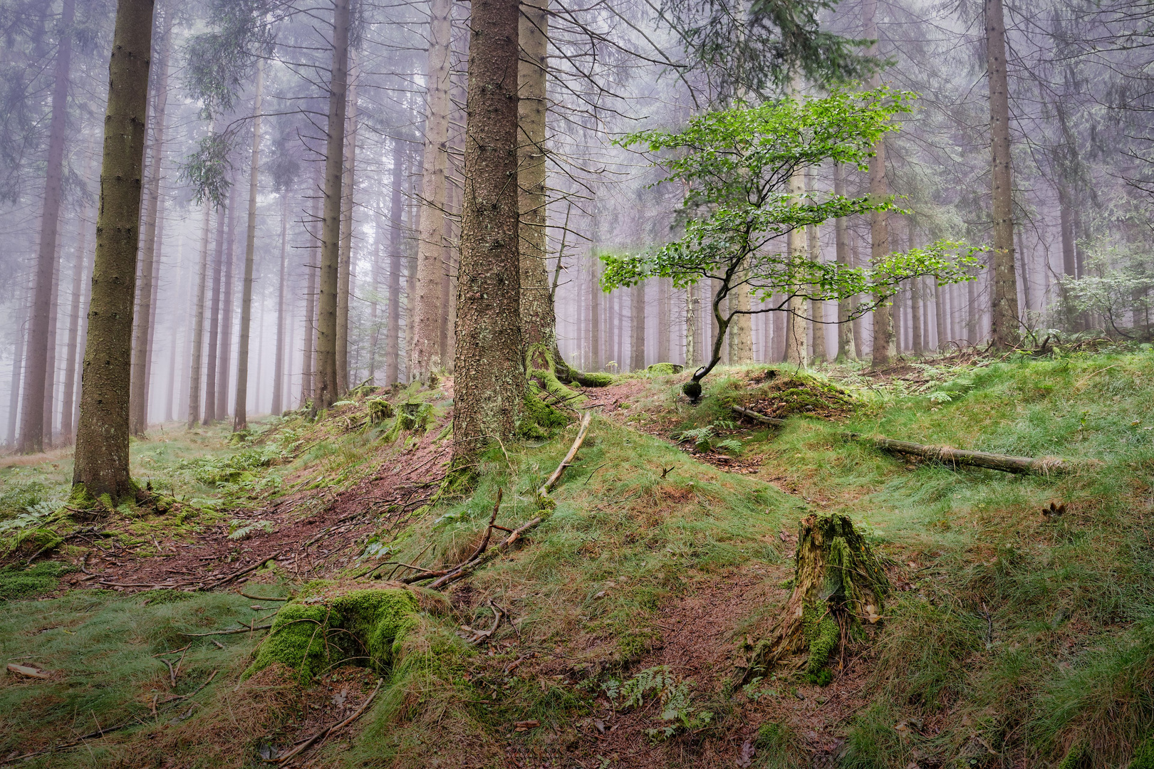 Nebel in den Höhenlagen | Rothaargebirge