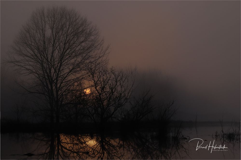 Nebel in den Niersauen .... am Niederrhein