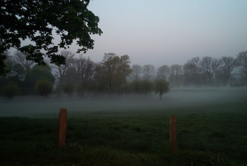 Nebel in den Rheinauen bei Wittlaer