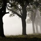 Nebel in den Streuobstwiesen