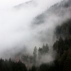 Nebel in den Wäldern