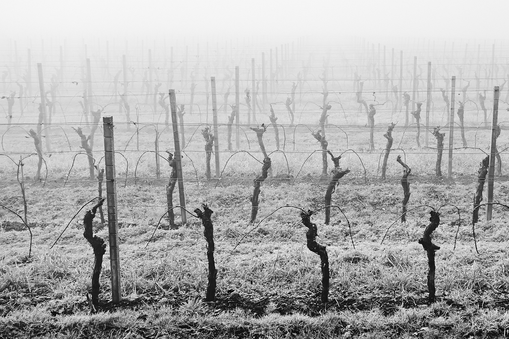 Nebel in den Weinbergen