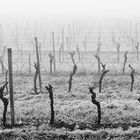 Nebel in den Weinbergen