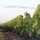 Nebel in den Weinbergen über dem Maintal