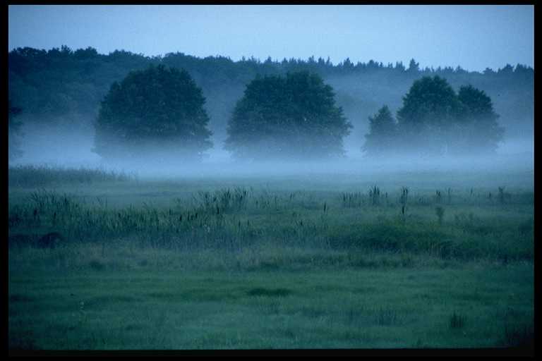 Nebel in den Wiesen