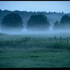 Nebel in den Wiesen