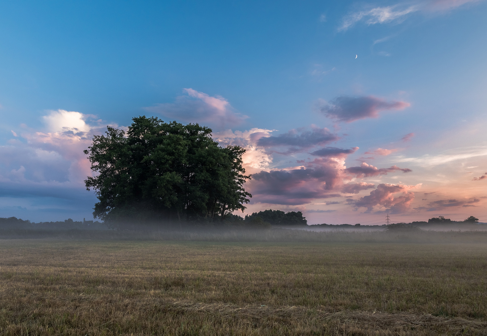 Nebel in den Wiesen