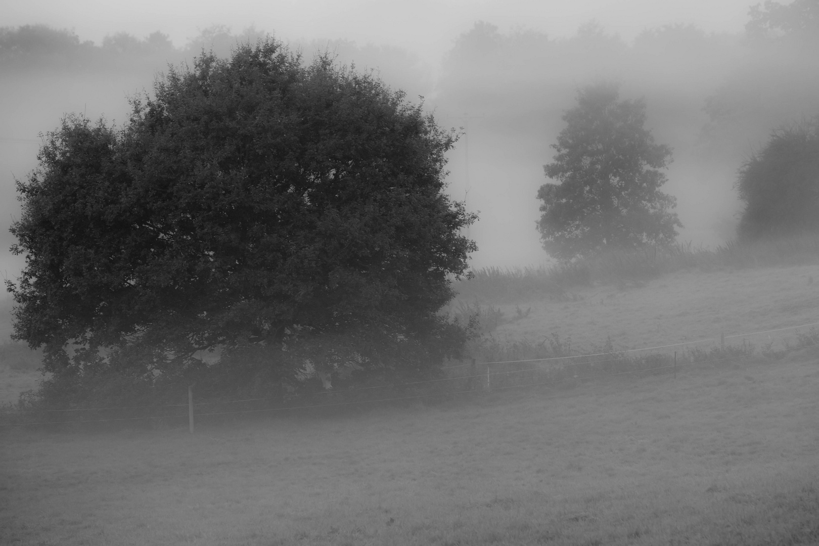 Nebel in der Aue