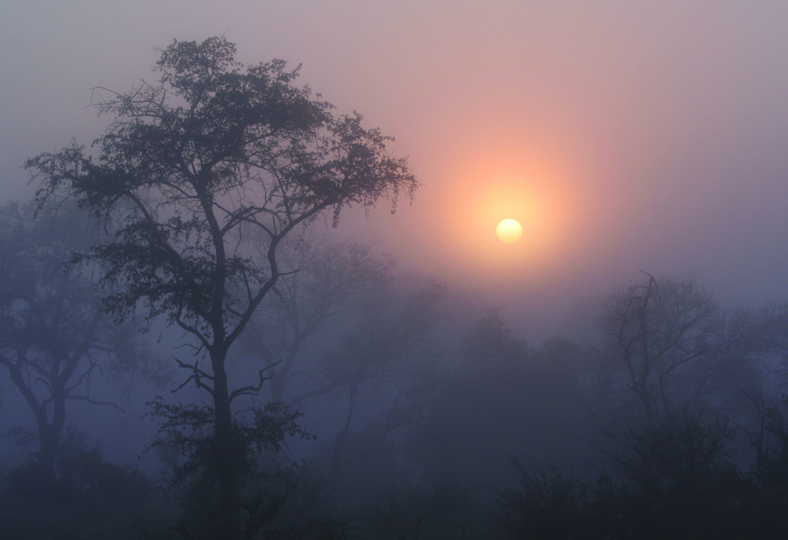 Nebel in der Buschveld-Savanne