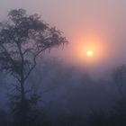 Nebel in der Buschveld-Savanne