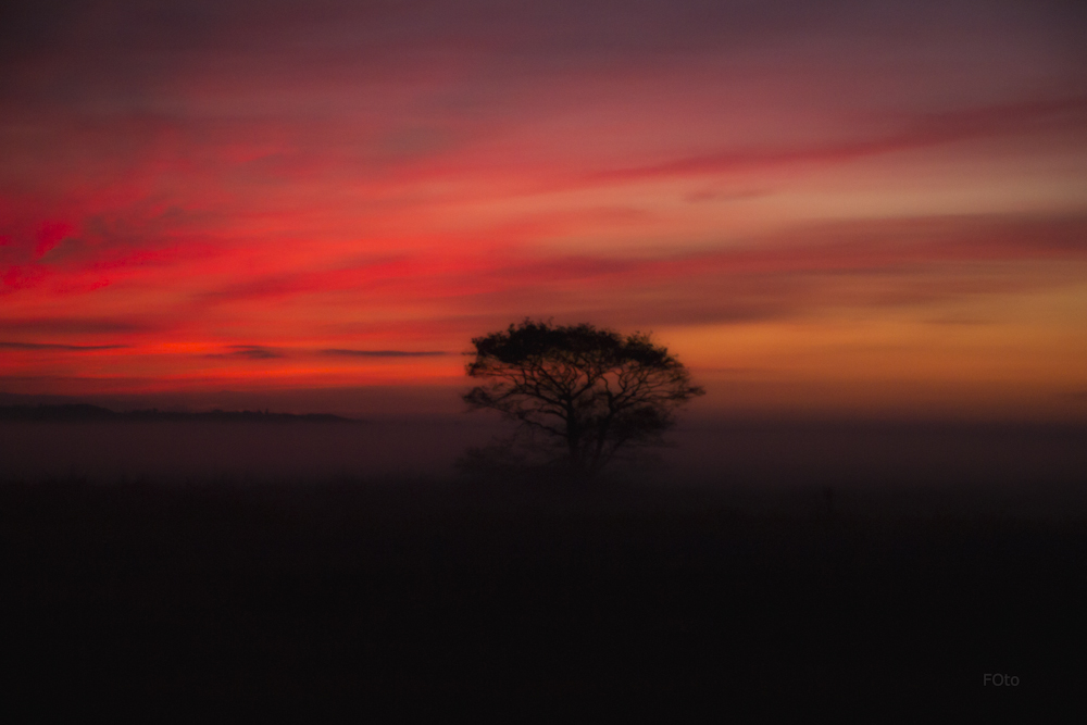 Nebel in der Dämmerung II