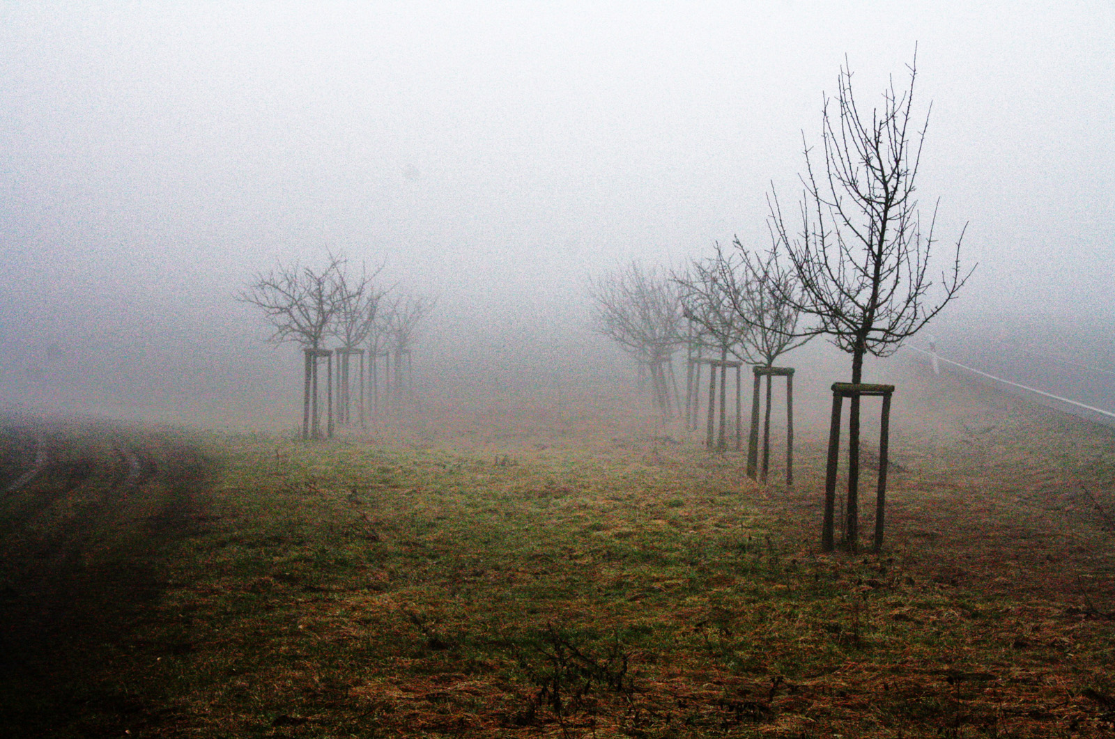 Nebel in der Eifel