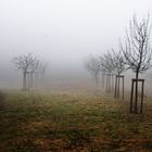 Nebel in der Eifel