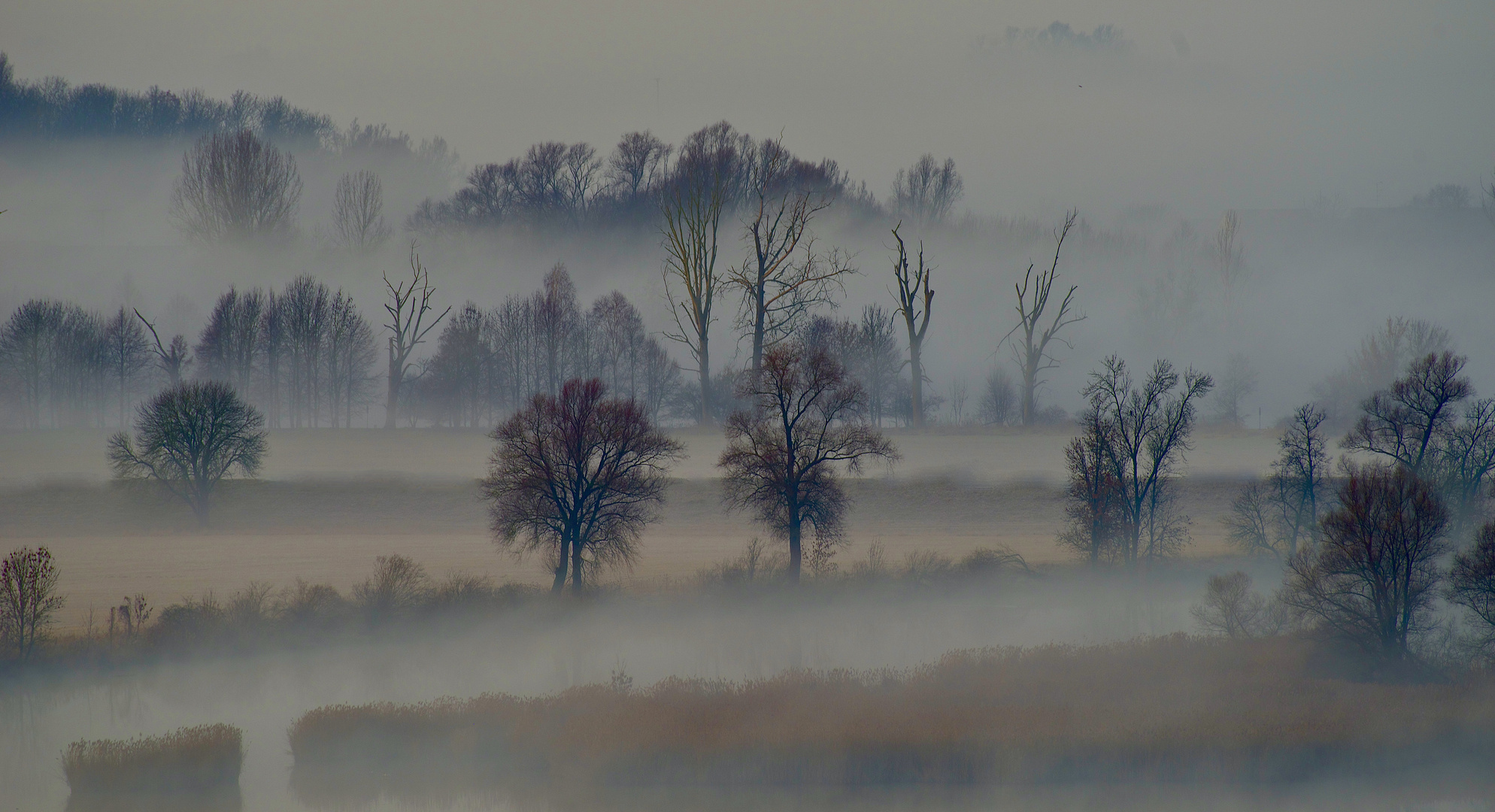 Nebel in der Gmünder Au