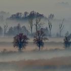 Nebel in der Gmünder Au