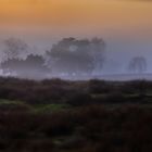 Nebel in der Heide