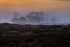 Nebel in der Heide