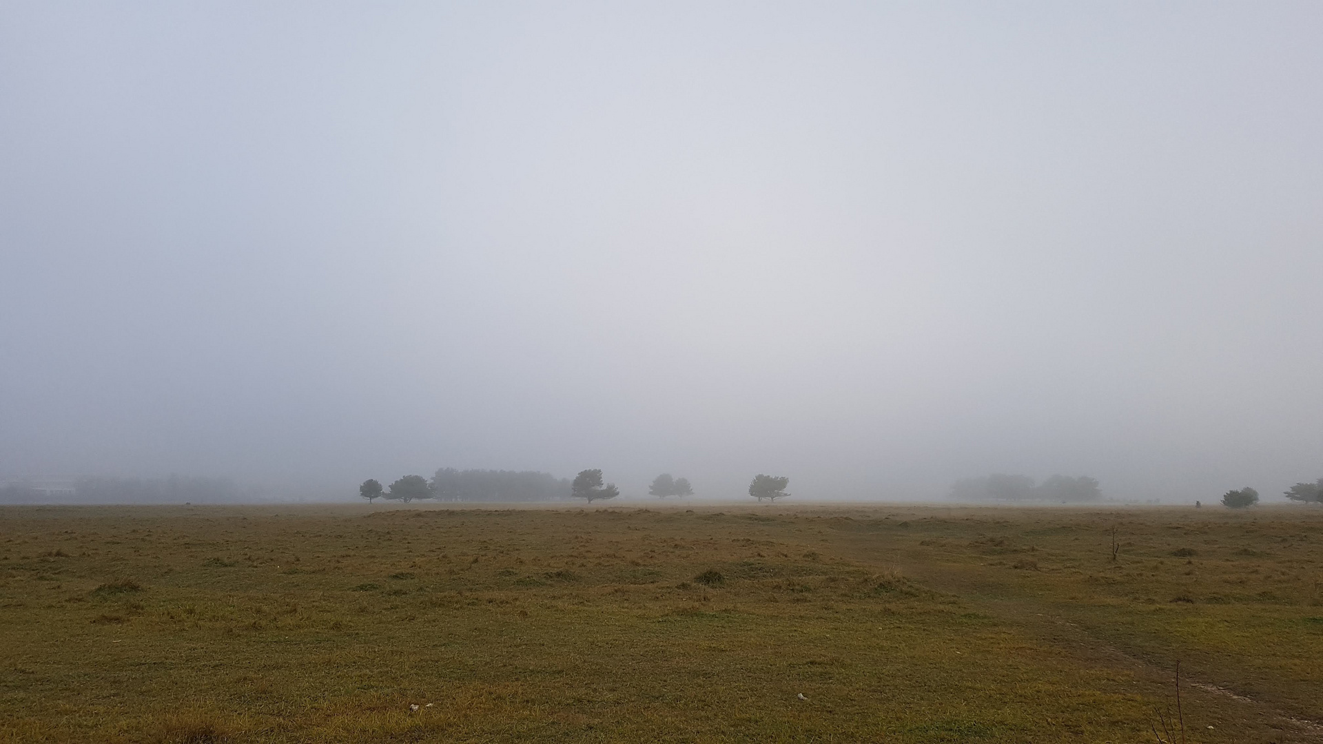 Nebel in der Heide 