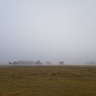 Nebel in der Heide 