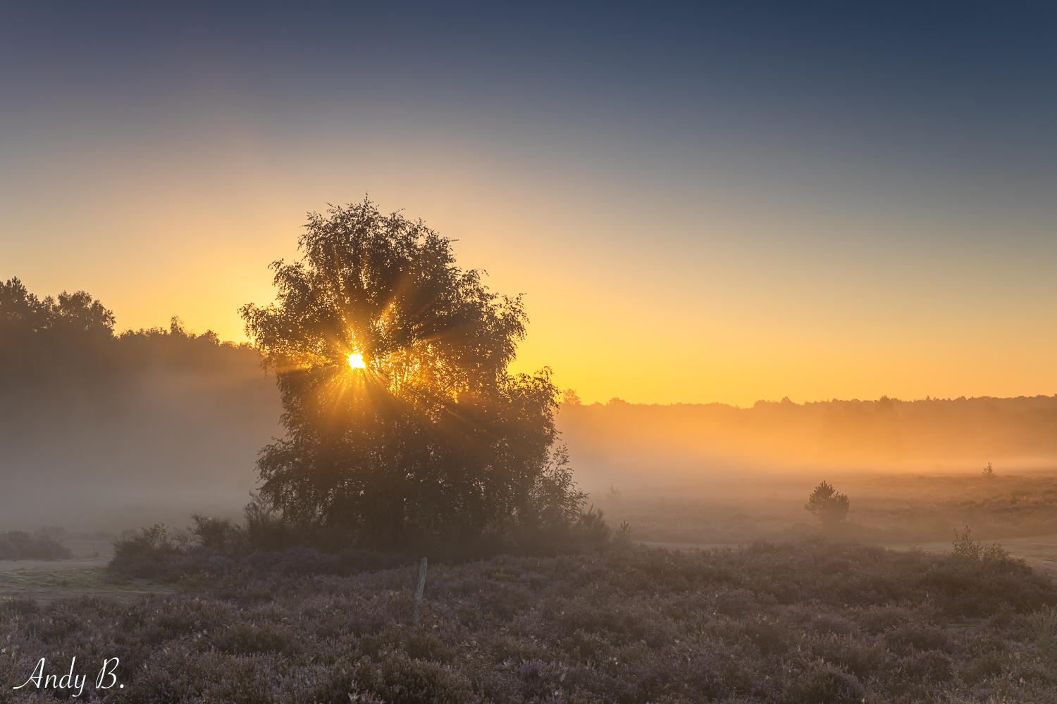 Nebel in der Heide