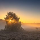 Nebel in der Heide