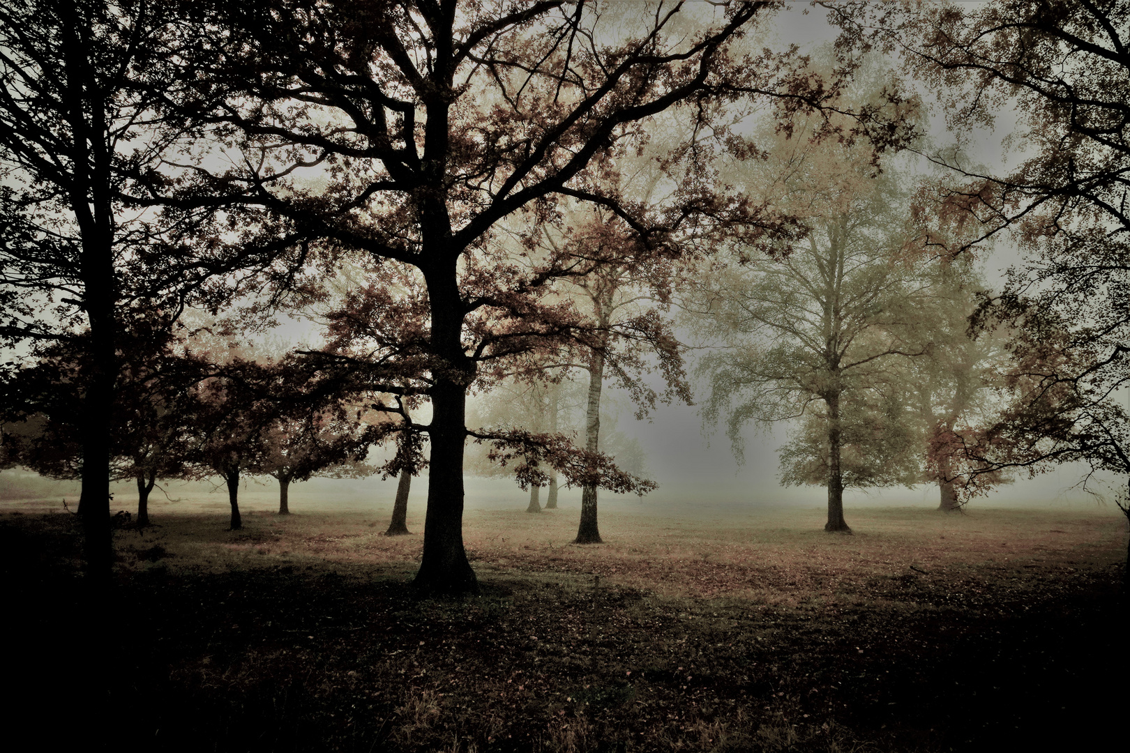 - Nebel in der Heide-