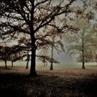 - Nebel in der Heide-