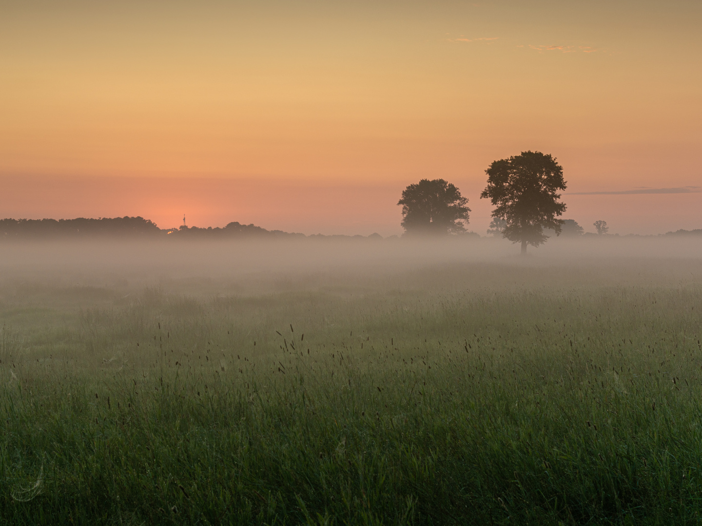 Nebel in der Lewitz