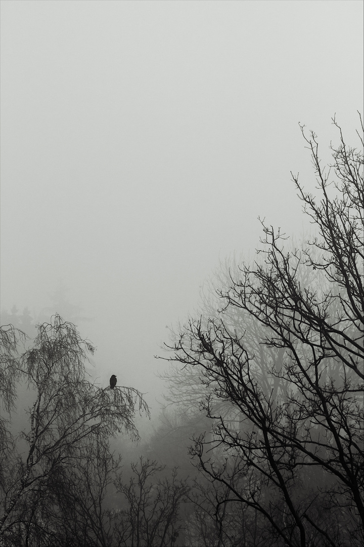 Nebel in der Luft (II.)