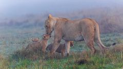 Nebel in der Masai Mara