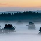 Nebel in der Mehlinger Heide