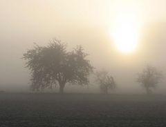 Nebel in der Rheinaue