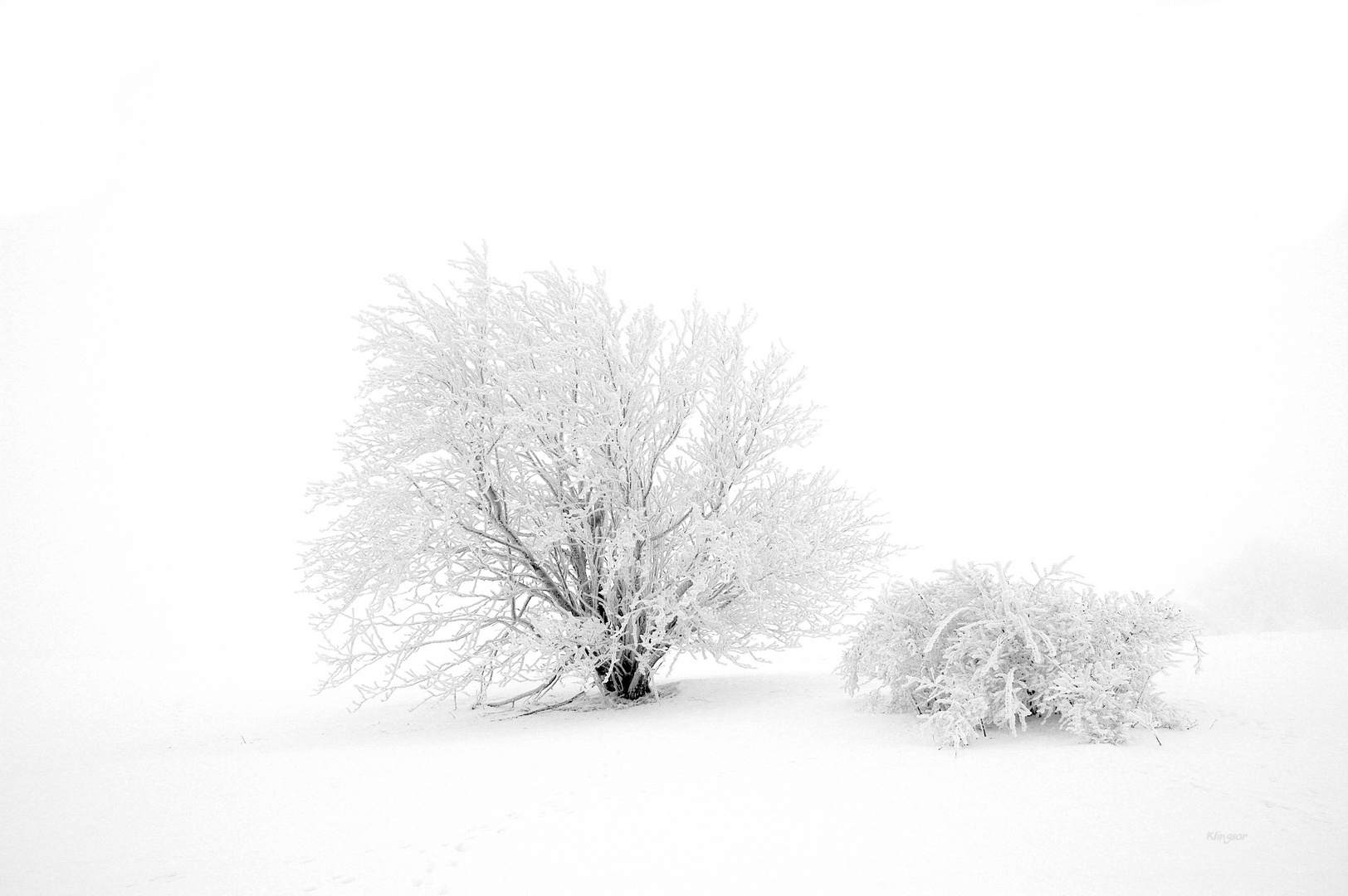 Nebel in der Rhön