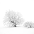 Nebel in der Rhön