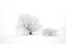 Nebel in der Rhön von Freddy Klingsor 