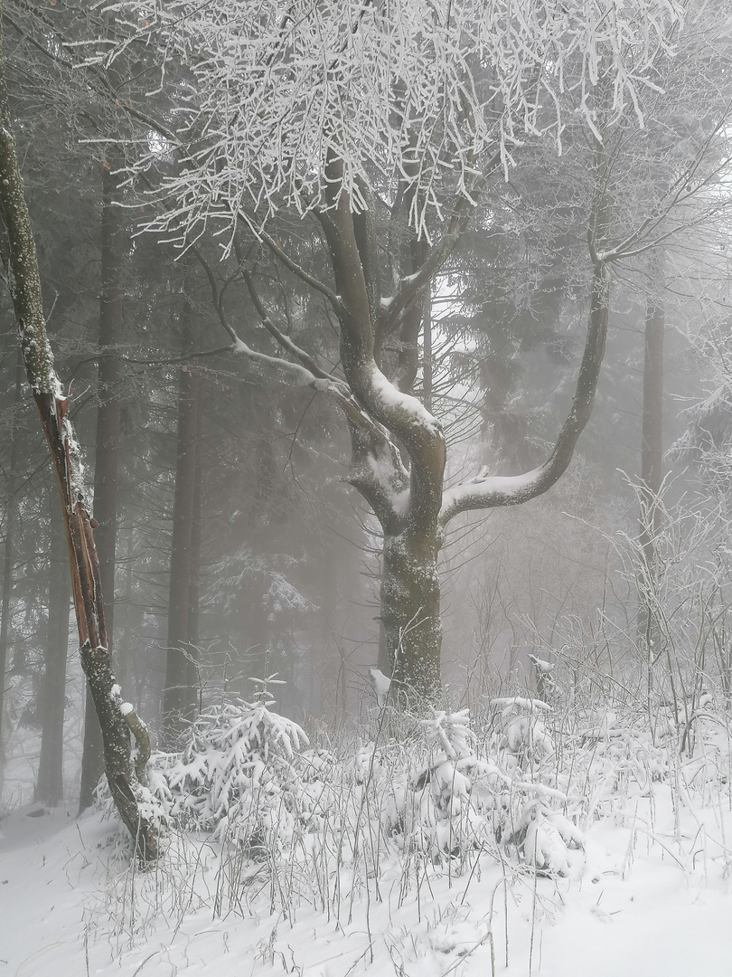 Nebel in der Rhön 