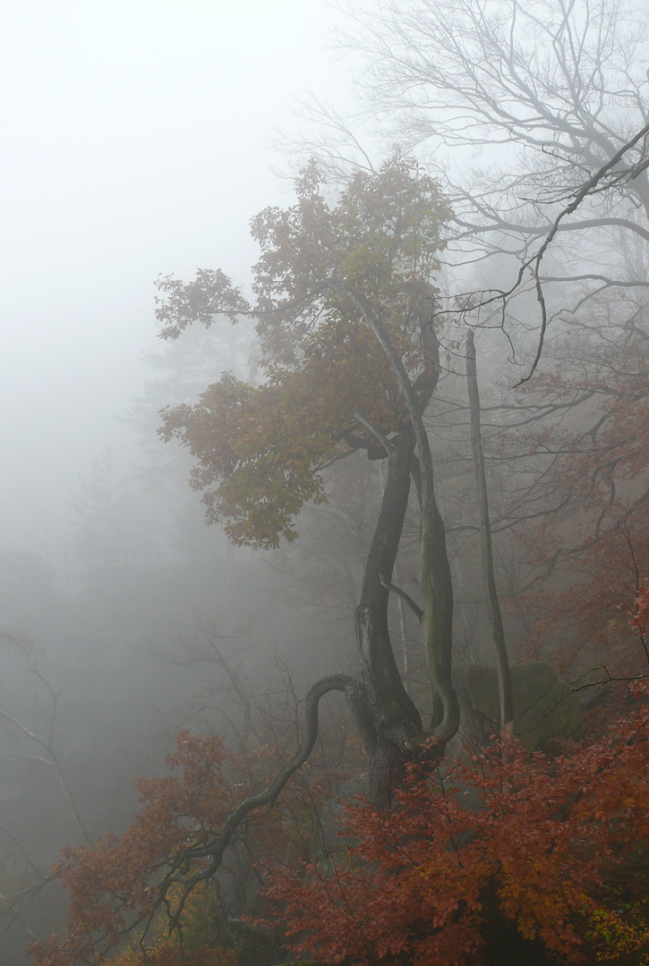 Nebel in der Sächsischen Schweiz