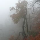 Nebel in der Sächsischen Schweiz