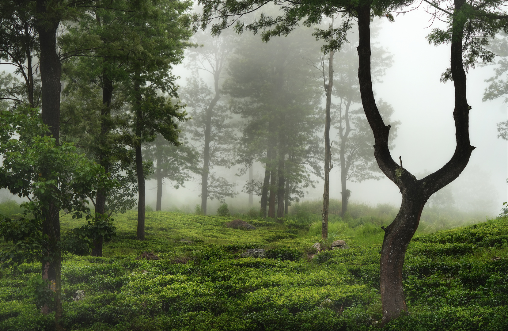 Nebel in der Teeplantage...