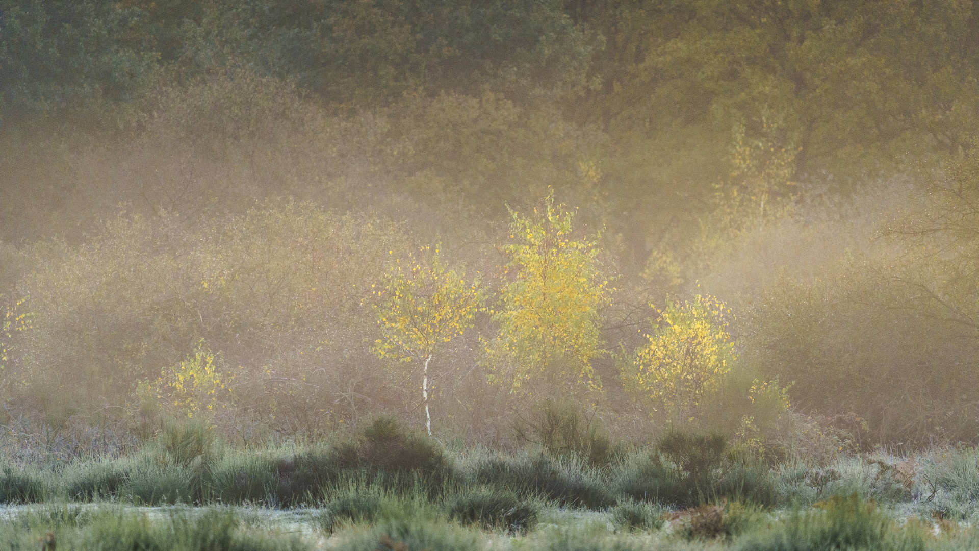 Nebel in der Wahner Heide, 2020.11.04