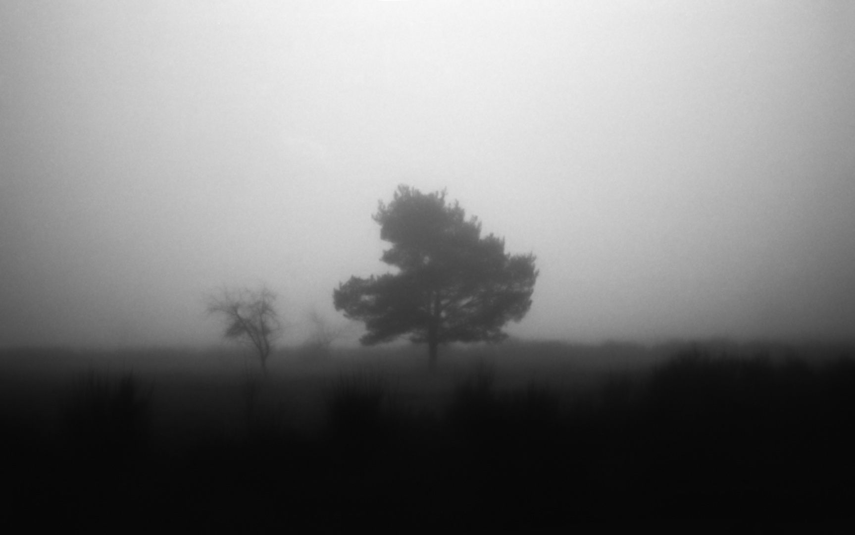 Nebel in der Wahner Heide